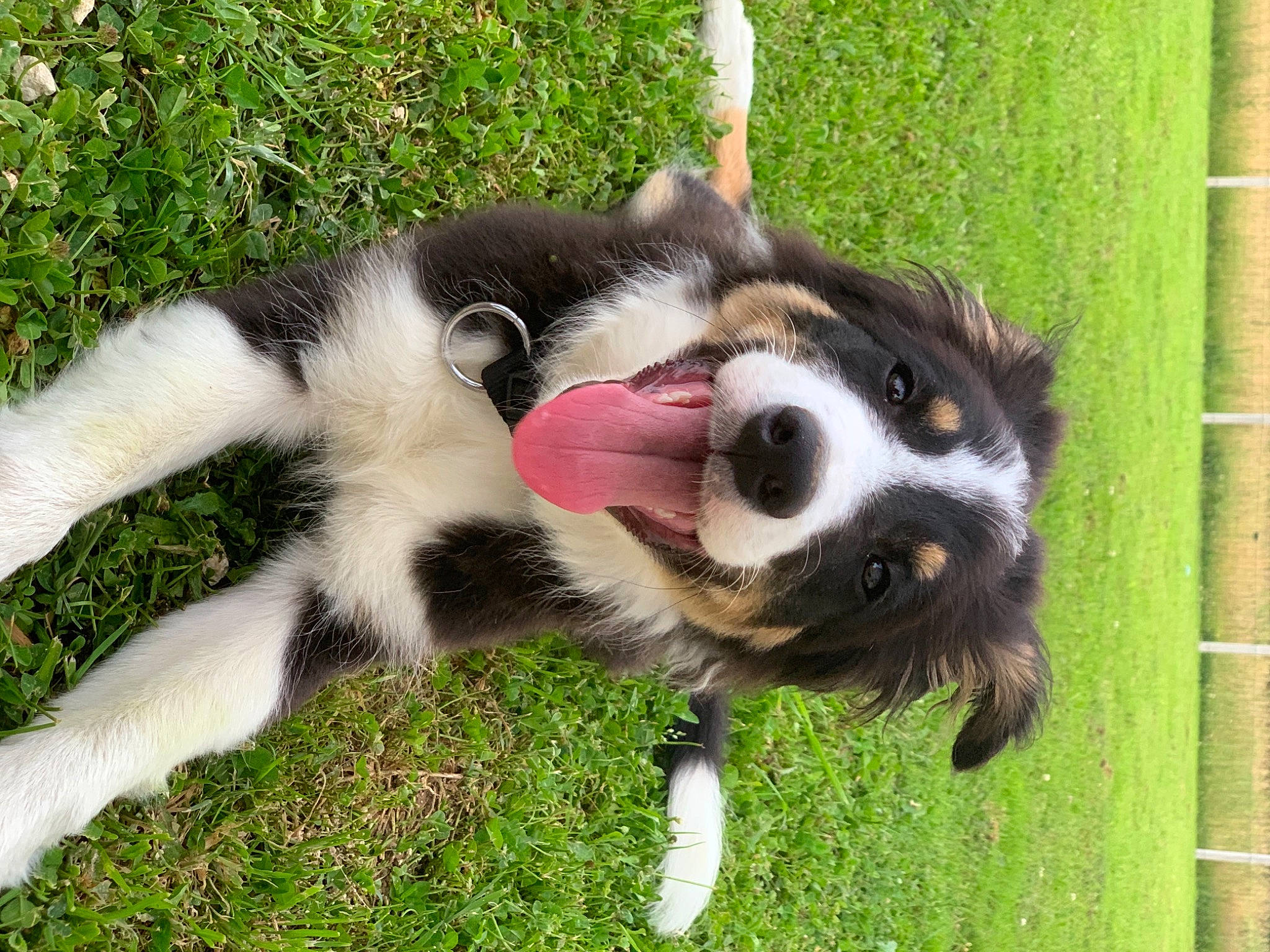 Sam participe au concours pour gagner de l'argent avec cette photo : ancient_dog_breeds, canidae, carnivore, collar, companion_dog, dog, dog_breed, fur, grass, herding_dog, pet_supply, plant, snout, sporting_group, tail, terrestrial_animal, working_animal, working_dog