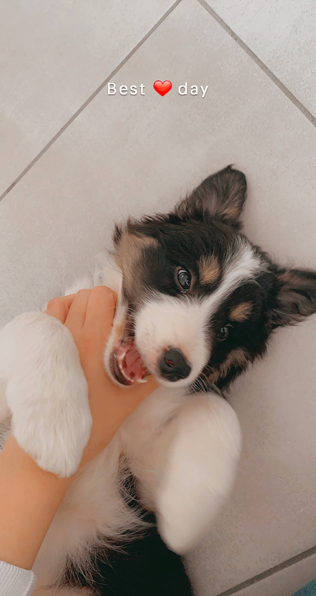 Sam a rejoint le concours — aidez-le/la à gagner de superbes lots ! canidae, carnivore, comfort, companion_dog, dog, dog_breed, fawn, foot, fur, happy, herding_dog, love, paw, snout, tail, terrestrial_animal, thigh, toy_dog, whiskers, working_animal