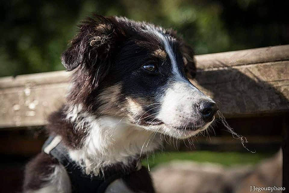Sam a rejoint le concours — aidez-le/la à gagner de superbes lots ! australian_collie, border_collie, canidae, carnivore, companion_dog, dog, dog_breed, fur, grass, herding_dog, plant, sporting_group, terrestrial_animal, whiskers, working_animal, working_dog