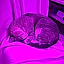 Cowboy joined the competition — help win amazing prizes! cat, sleeping, curled_up, chair, blanket, indoor, pet, feline, resting, cozy, fur, whiskers, paw, tail, domestic_animal, relaxation, purple_light, soft_texture, quiet, peaceful