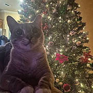 Cowboy joined the competition — help win amazing prizes! cat, christmas_tree, holiday, lights, ornaments, paws, indoor, cozy, decorations, festive, feline, relaxed, soft_lighting, pine_cones, red_bow, green_ornament, blurred_background, close_up, warm_tones, domestic_animal