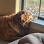 Penny joined the competition — help win amazing prizes! dog, golden_retriever, window, indoor, sunlight, resting, pet, animal, fur, canine, collar, carpet, dog_bed, peaceful, contemplative, house, daylight, side_view, two_dogs, relaxing