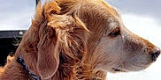 Penny joined the competition — help win amazing prizes! dog, golden_retriever, animal, pet, fur, outdoor, snow, winter, calm, side_view, collar, nature, canine, mammal, portrait, furry, closeup, daylight, peaceful, landscape