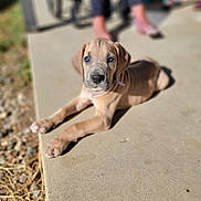Auto joined the competition — help win amazing prizes! puppy, dog, blue_eyes, outdoor, sunlight, concrete, animal, pet, young_dog, lying_down, close_up, blurred_background, cute, canine, relaxed, daylight, nature, portrait, fur, mammal