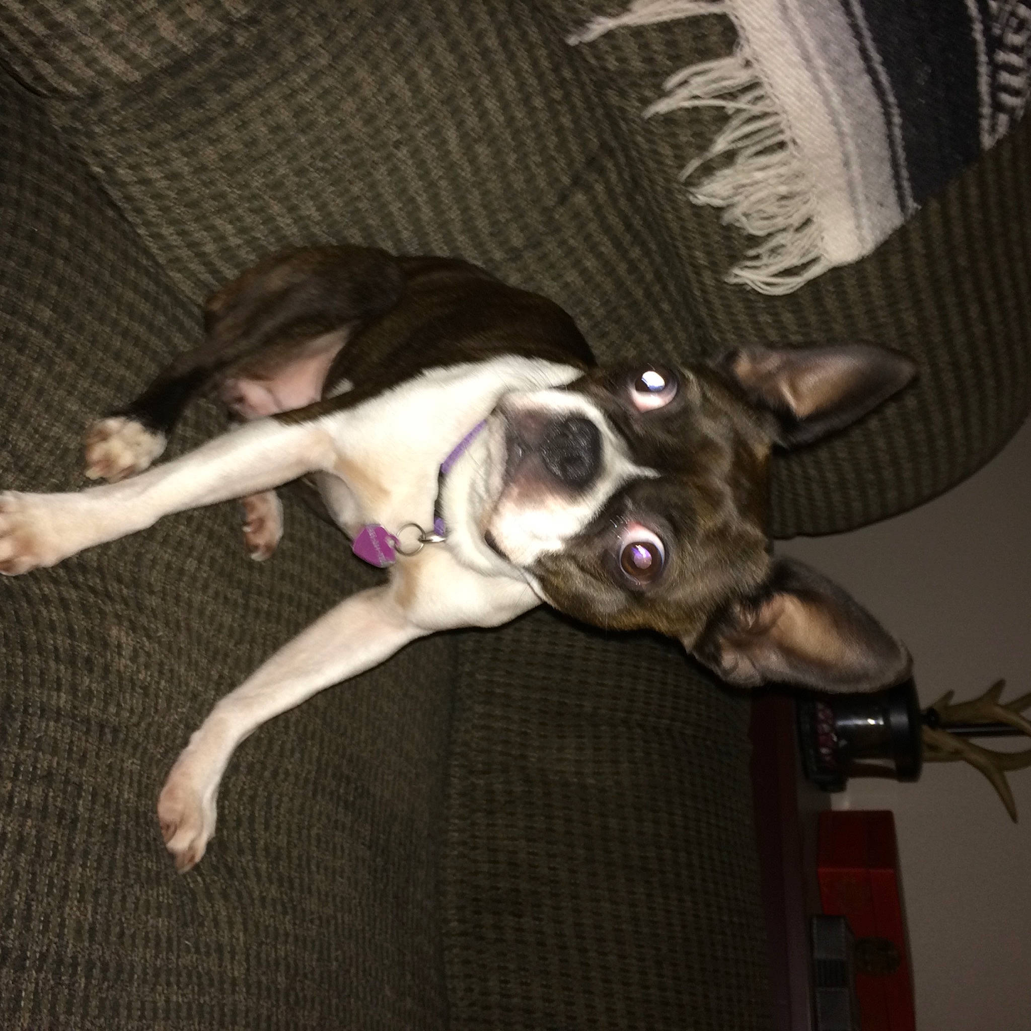 Bella is registered to the contest to win money with this photo: canidae, carnivore, collar, comfort, companion_dog, couch, dog, dog_breed, dog_supply, fawn, flash_photography, foot, fur, human_leg, mammal, snout, sporting_group, tail, thigh, working_animal