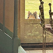 Kimy participe au concours pour gagner de l'argent avec cette photo : dog, window, door, grass, indoor, outdoor, curious, ears, glass, floor, pillar, chair, sunlight, shadow, pet, animal, looking, house, green, fence