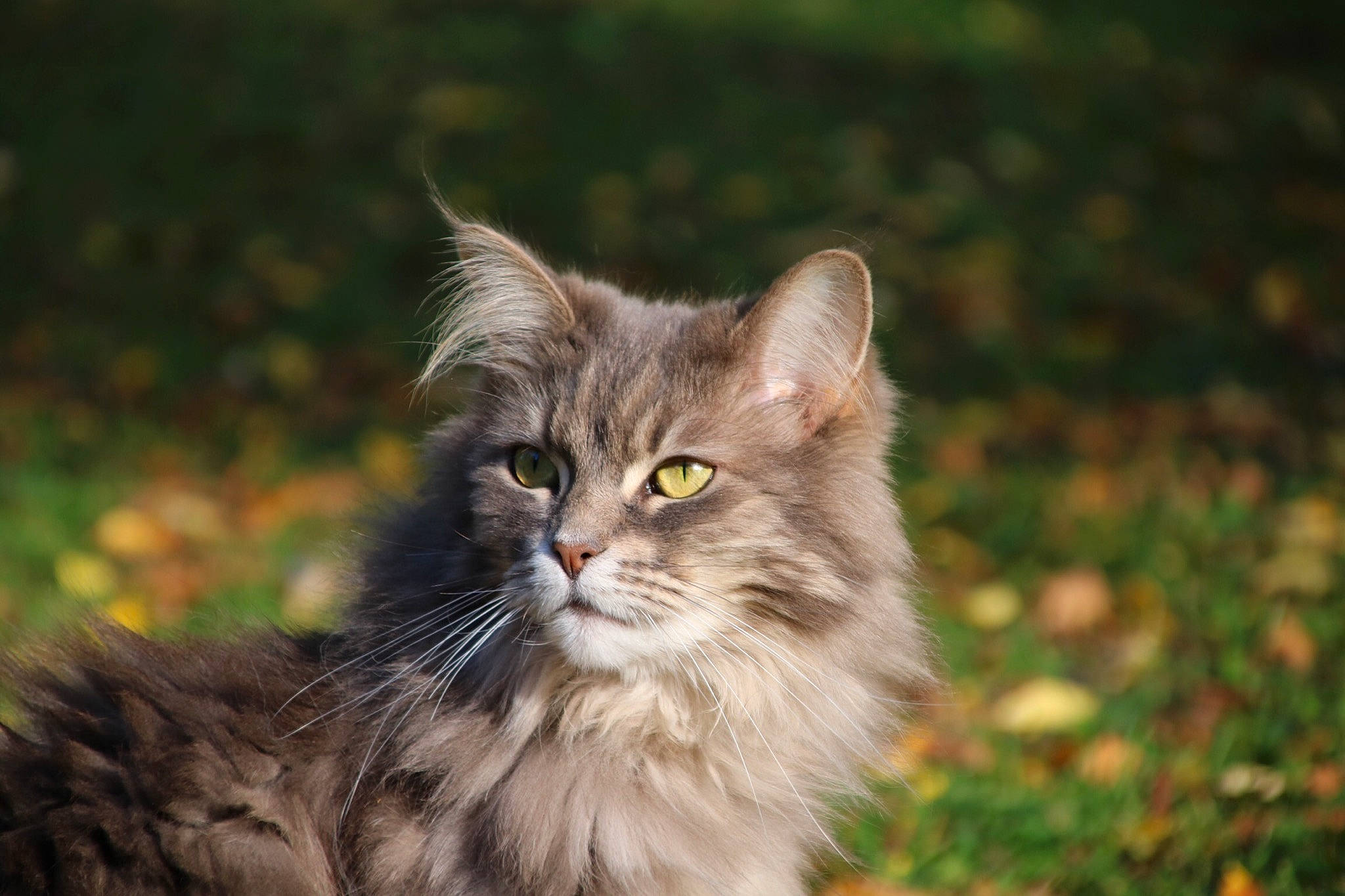 Galaxie participe au concours pour gagner de l'argent avec cette photo : asian_semi_longhair, british_semi_longhair, carnivore, cat, domestic_long_haired_cat, felidae, fur, grass, kitten, maine_coon, mammal, norwegian_forest_cat, ragamuffin, siberian, small_to_medium_sized_cats, tabby_cat, vertebrate, whiskers, wild_cat, wildlife