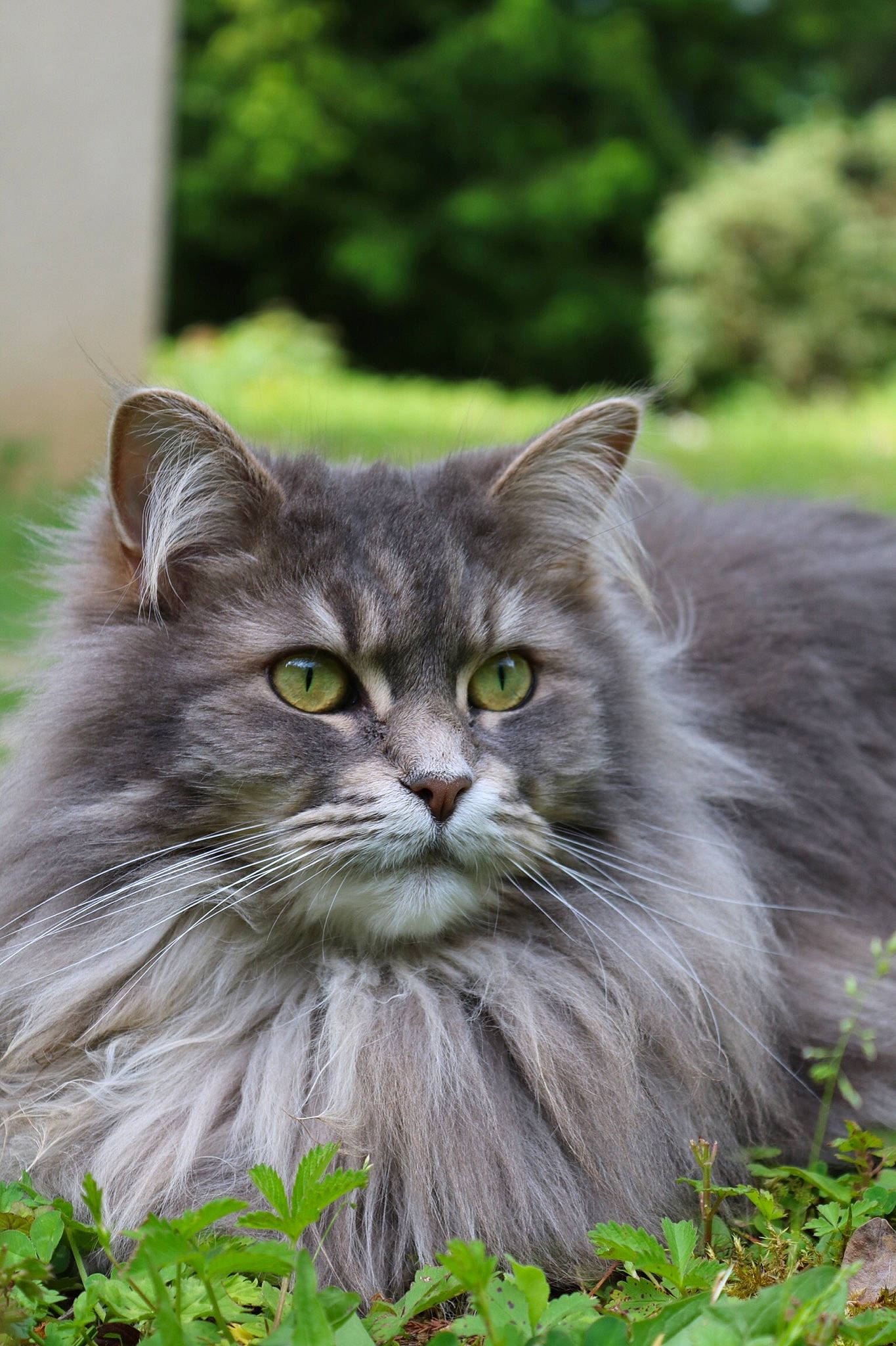 Galaxie a rejoint le concours — aidez-le/la à gagner de superbes lots ! asian_semi_longhair, british_longhair, british_semi_longhair, carnivore, cat, domestic_long_haired_cat, felidae, grass, maine_coon, mammal, nebelung, norwegian_forest_cat, persian, plant, ragamuffin, siberian, small_to_medium_sized_cats, vertebrate, whiskers, wild_cat
