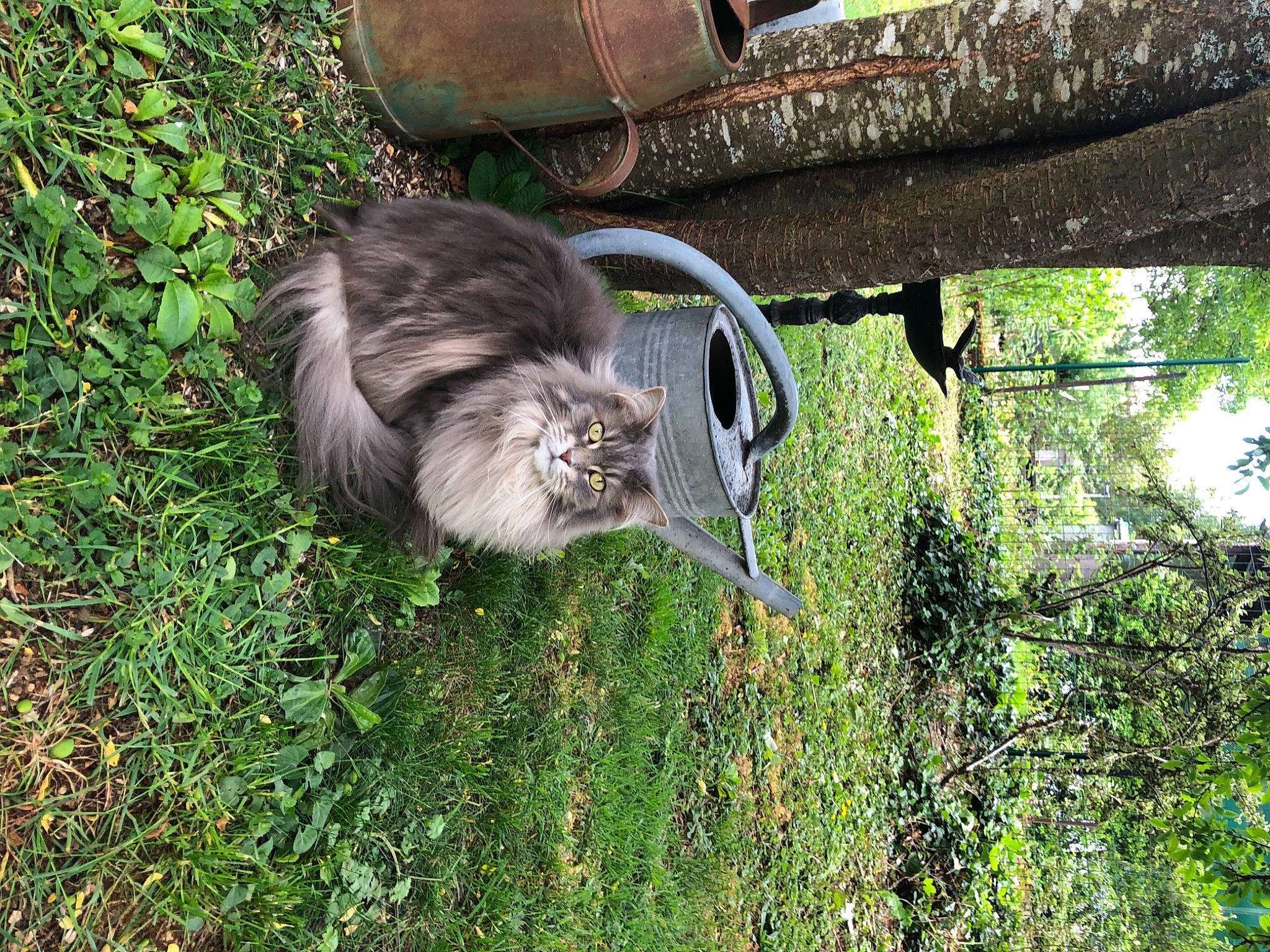 Galaxie participe au concours pour gagner de l'argent avec cette photo : carnivore, cat, felidae, grass, norwegian_forest_cat, plant, small_to_medium_sized_cats, tail