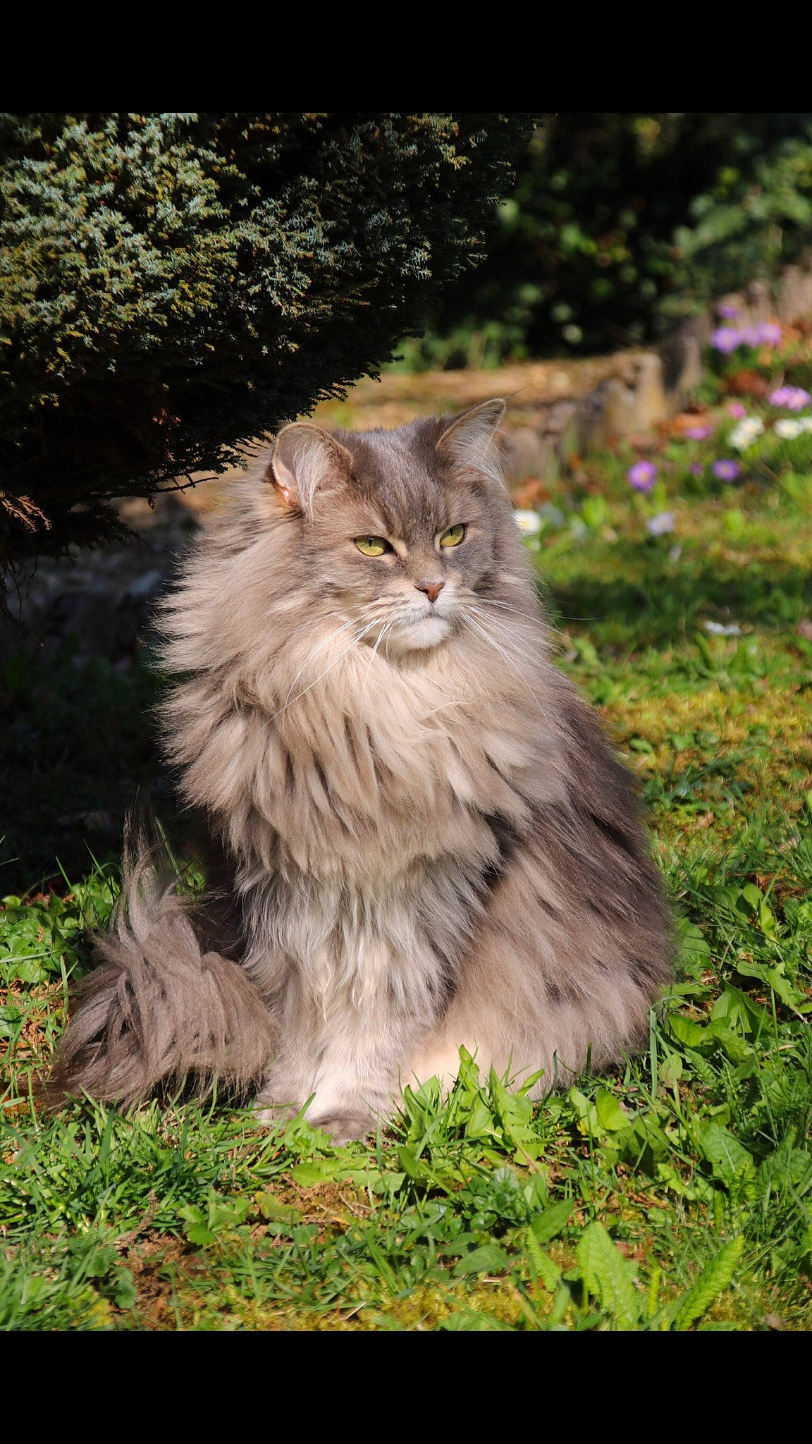 Galaxie a rejoint le concours — aidez-le/la à gagner de superbes lots ! asian_semi_longhair, british_longhair, british_semi_longhair, carnivore, cat, domestic_long_haired_cat, felidae, fur, grass, maine_coon, mammal, norwegian_forest_cat, persian, plant, siberian, small_to_medium_sized_cats, vertebrate, whiskers, wild_cat, wildlife