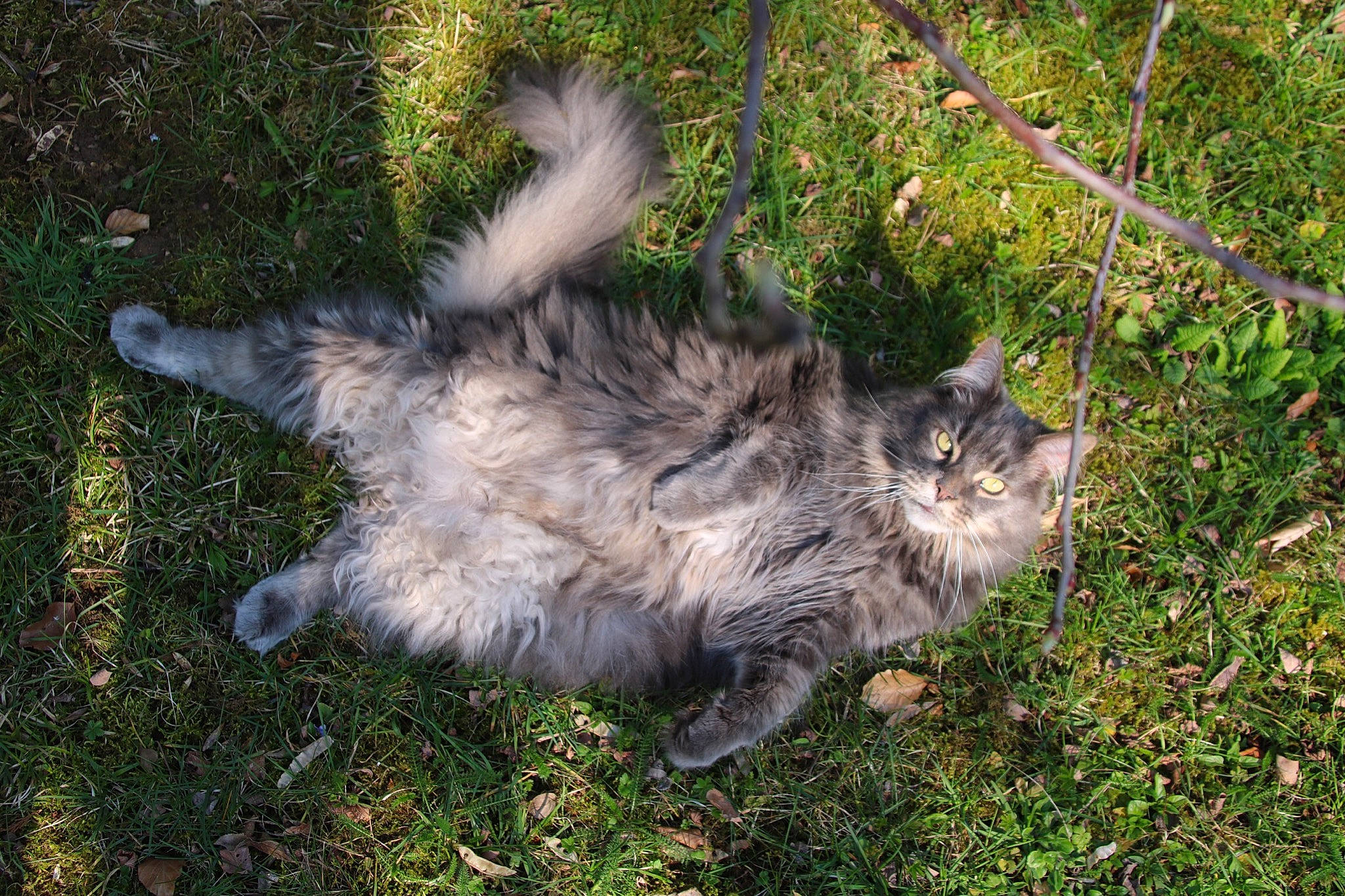 Hartur a rejoint le concours — aidez-le/la à gagner de superbes lots ! asian_semi_longhair, british_semi_longhair, carnivore, cat, domestic_long_haired_cat, domestic_short_haired_cat, european_shorthair, felidae, fur, grass, kurilian_bobtail, maine_coon, mammal, norwegian_forest_cat, siberian, small_to_medium_sized_cats, tabby_cat, tail, whiskers, wild_cat