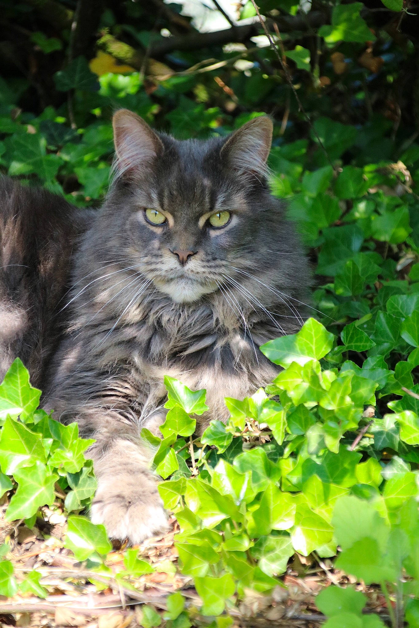 Hartur participe au concours pour gagner de l'argent avec cette photo : british_semi_longhair, carnivore, cat, domestic_long_haired_cat, domestic_short_haired_cat, european_shorthair, felidae, grass, leaf, maine_coon, mammal, nebelung, norwegian_forest_cat, organism, plant, small_to_medium_sized_cats, tabby_cat, whiskers, wild_cat, wildlife