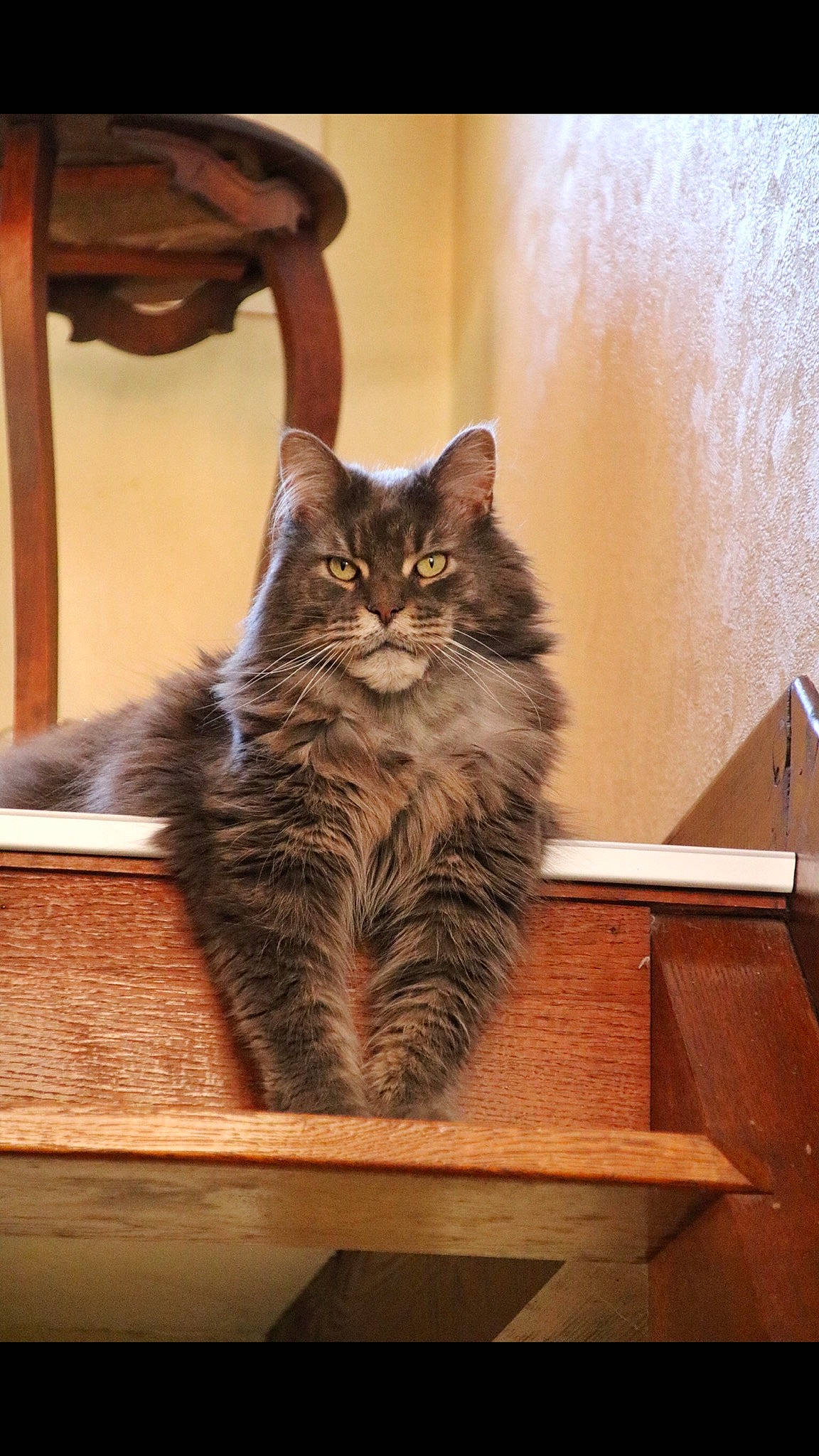 Hartur a rejoint le concours — aidez-le/la à gagner de superbes lots ! asian, asian_semi_longhair, british_semi_longhair, carnivore, cat, domestic_long_haired_cat, domestic_short_haired_cat, european_shorthair, felidae, kitten, kurilian_bobtail, maine_coon, mammal, norwegian_forest_cat, siberian, small_to_medium_sized_cats, tabby_cat, whiskers