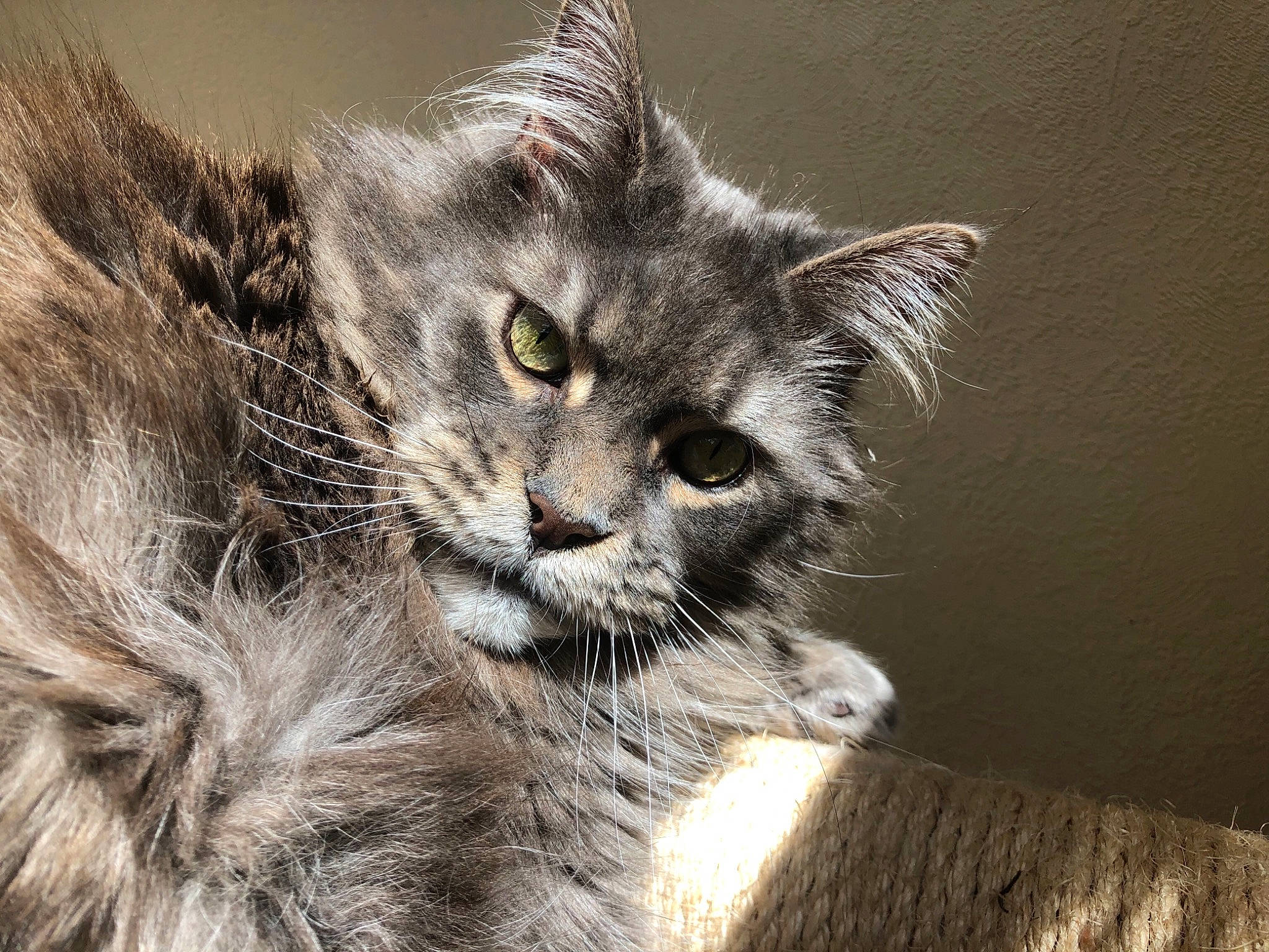 Hartur a rejoint le concours — aidez-le/la à gagner de superbes lots ! british_semi_longhair, carnivore, cat, domestic_long_haired_cat, domestic_short_haired_cat, dragon_li, european_shorthair, felidae, kitten, maine_coon, mammal, nebelung, norwegian_forest_cat, pixie_bob, siberian, small_to_medium_sized_cats, snout, tabby_cat, vertebrate, whiskers