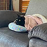 black_cat, blanket, cat, comfort, cozy, cute, domestic_animal, feline, fireplace_tools, home, indoor, leather_chair, living_room, pet, pillow, recliner, relaxing, resting, window_blinds, wrapped_up