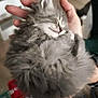 kitten, cat, sleeping, fluffy, gray, hand, pet, cute, feline, animal, young, domestic, fur, cozy, resting, small, adorable, closeup, indoor, peaceful