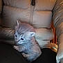 kitten, cat, pet, animal, furry, cute, indoor, person, clothing, jacket, black_pants, small, young, grey, fur, legs, holding, close_up, cozy, warm