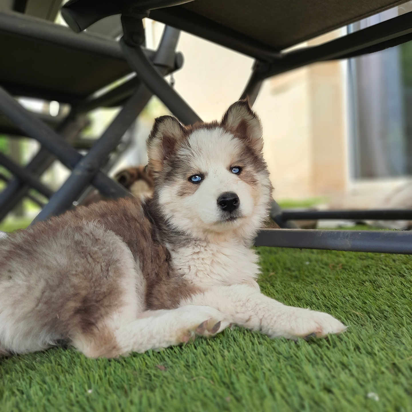 Vaïana a rejoint le concours — aidez-le/la à gagner de superbes lots ! alloywheel, animal, canine, car, carwheel, dog, eskimodog, grass, husky, lawn, machine, pet, plant, puppy, spoke, terrier, tire, transportation, vehicle, wheel
