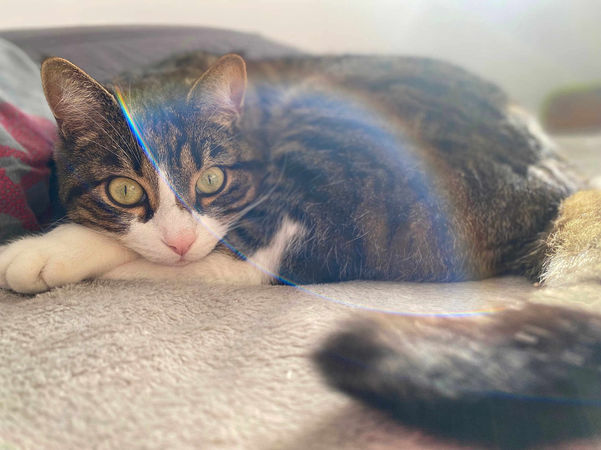 Witkin a rejoint le concours — aidez-le/la à gagner de superbes lots ! cat, tabby, animal, pet, feline, yellow_eyes, resting, blanket, soft_texture, indoor, close_up, fur, whiskers, paw, tail, relaxed, cute, cozy, natural_light, lens_flare