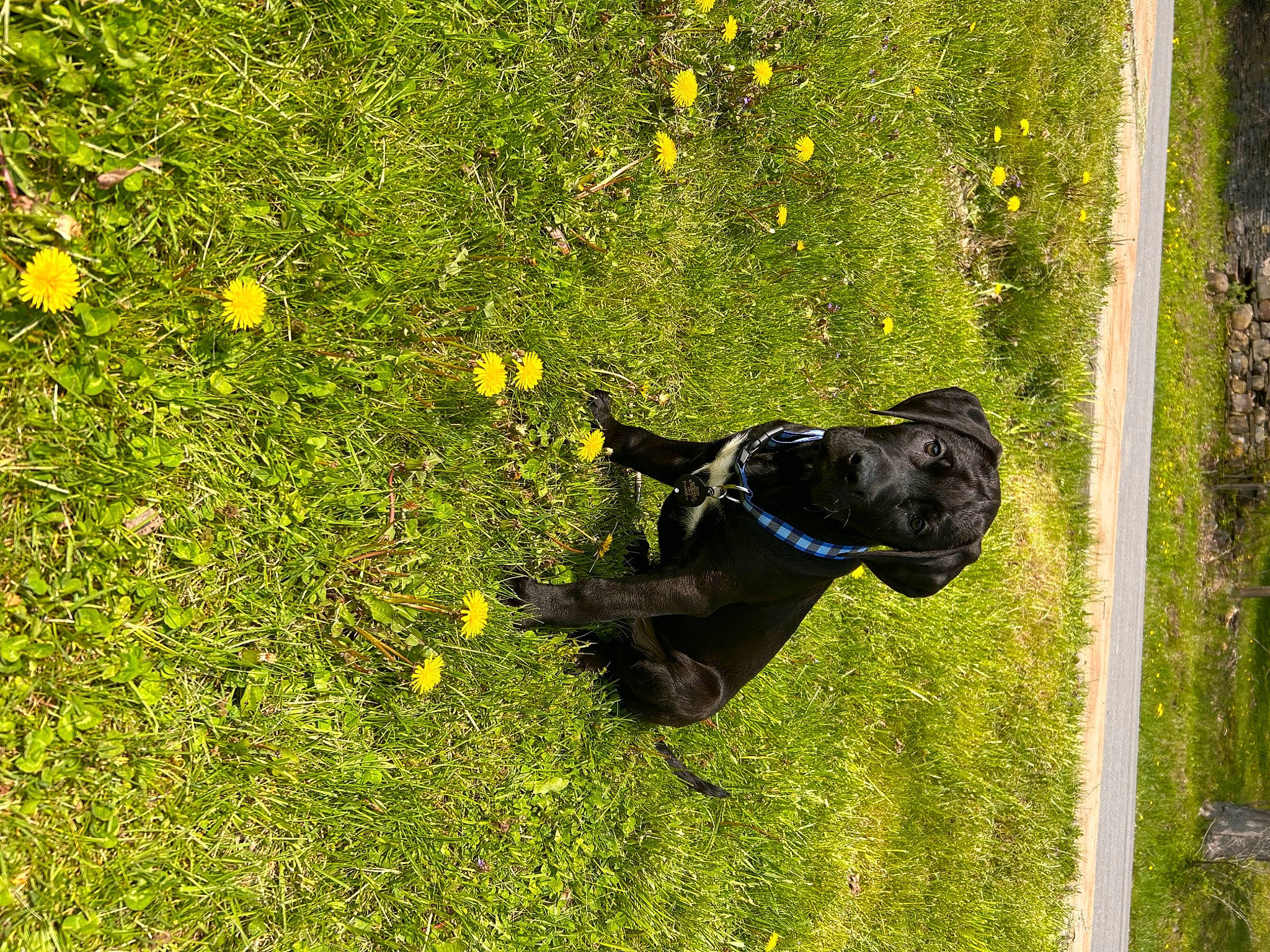 Dozer is registered to the contest to win money with this photo: canidae, carnivore, companion_dog, dog, dog_breed, dog_collar, fawn, field, flower, grass, grassland, groundcover, leaf, meadow, people_in_nature, plant, shrub, sporting_group, tail, working_animal