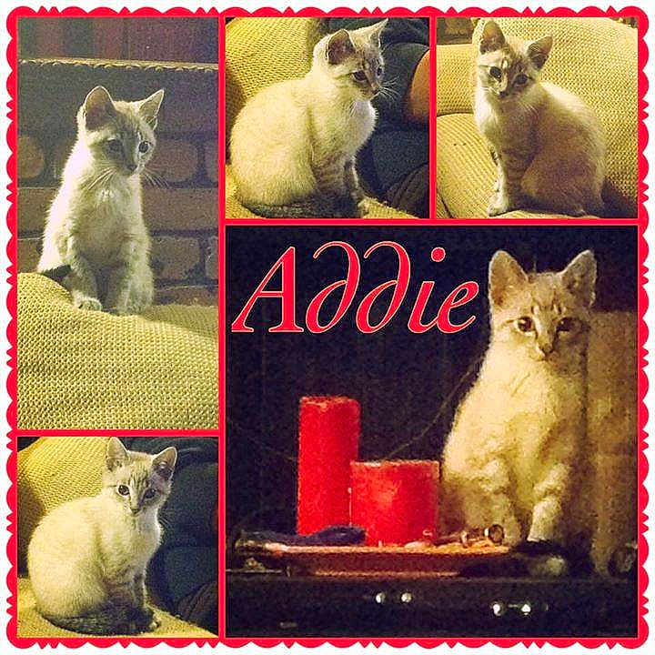 Addie joined the competition — help win amazing prizes!