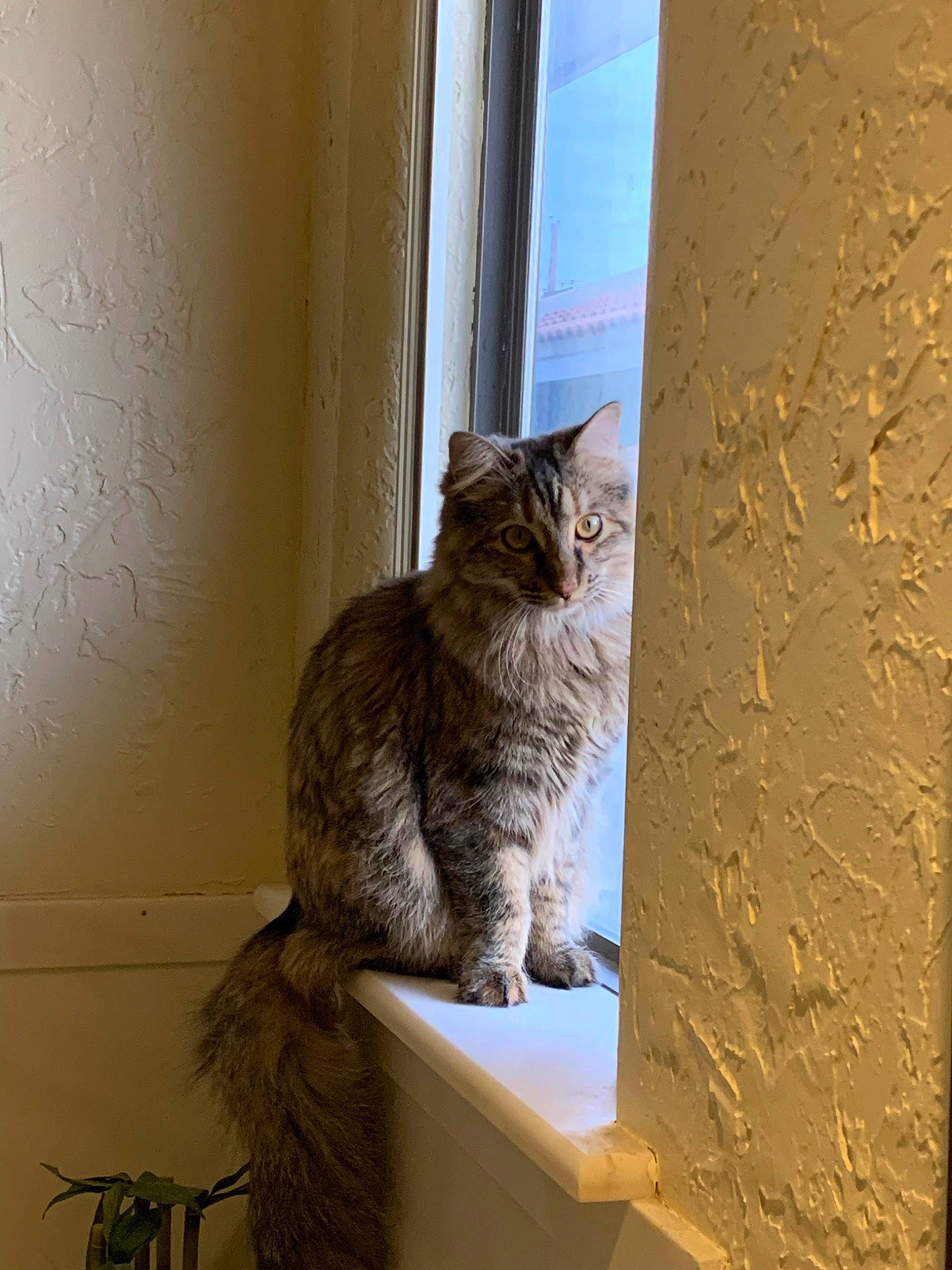 Kimchi is registered to the contest to win money with this photo: box, carnivore, cat, domestic_short_haired_cat, fawn, felidae, flooring, fur, grey, hardwood, shelf, small_to_medium_sized_cats, snout, tail, whiskers, window, wood