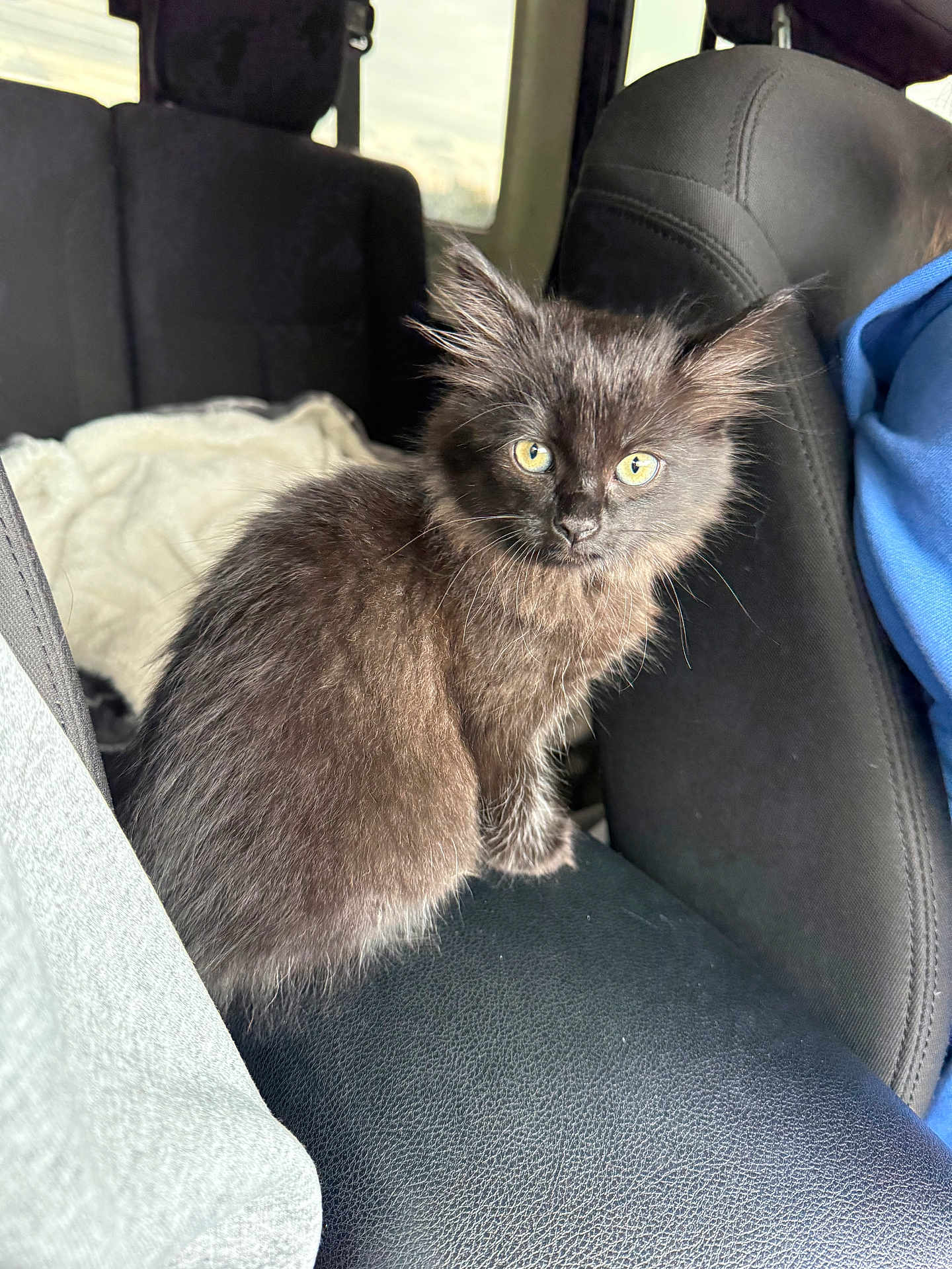 Nova
