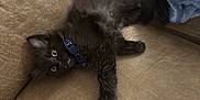 Nova joined the competition — help win amazing prizes! kitten, black_cat, collar, blue_collar, couch, brown_couch, blanket, blue_blanket, pet, animal, feline, fluffy, indoor, relaxed, lying_down, cute, young_cat, fur, whiskers, curious