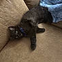 kitten, black_cat, collar, blue_collar, couch, brown_couch, blanket, blue_blanket, pet, animal, feline, fluffy, indoor, relaxed, lying_down, cute, young_cat, fur, whiskers, curious
