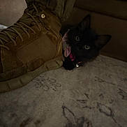 Nova joined the competition — help win amazing prizes! animal, bell, black_cat, boot, carpet, collar, cozy, curious, cute, domestic_cat, floor, fur, hiding, indoor, kitten, pet, playful, small, whiskers, young