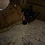 animal, bell, black_cat, boot, carpet, collar, cozy, curious, cute, domestic_cat, floor, fur, hiding, indoor, kitten, pet, playful, small, whiskers, young