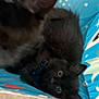 Nova joined the competition — help win amazing prizes! animal, black_cat, blue_box, box, cozy, curious_eyes, cute, domestic_cat, feline, furry, household, indoor, kitten, pet, playful, resting, small, soft_fur, whiskers, young_cat
