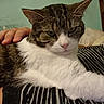 animal, cat, closeup, companion, cozy, domestic_cat, ear, fur, hand, indoor, mammal, pet, pink_nose, portrait, relaxed, resting, striped_blanket, tabby, whiskers, white_fur