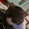 animal, blurred, casual, cat, close_up, colorful, decoration, ear, furniture, head, indoor, pet, poster, relaxed, resting, room, sleepy, striped_fabric, wall, whiskers