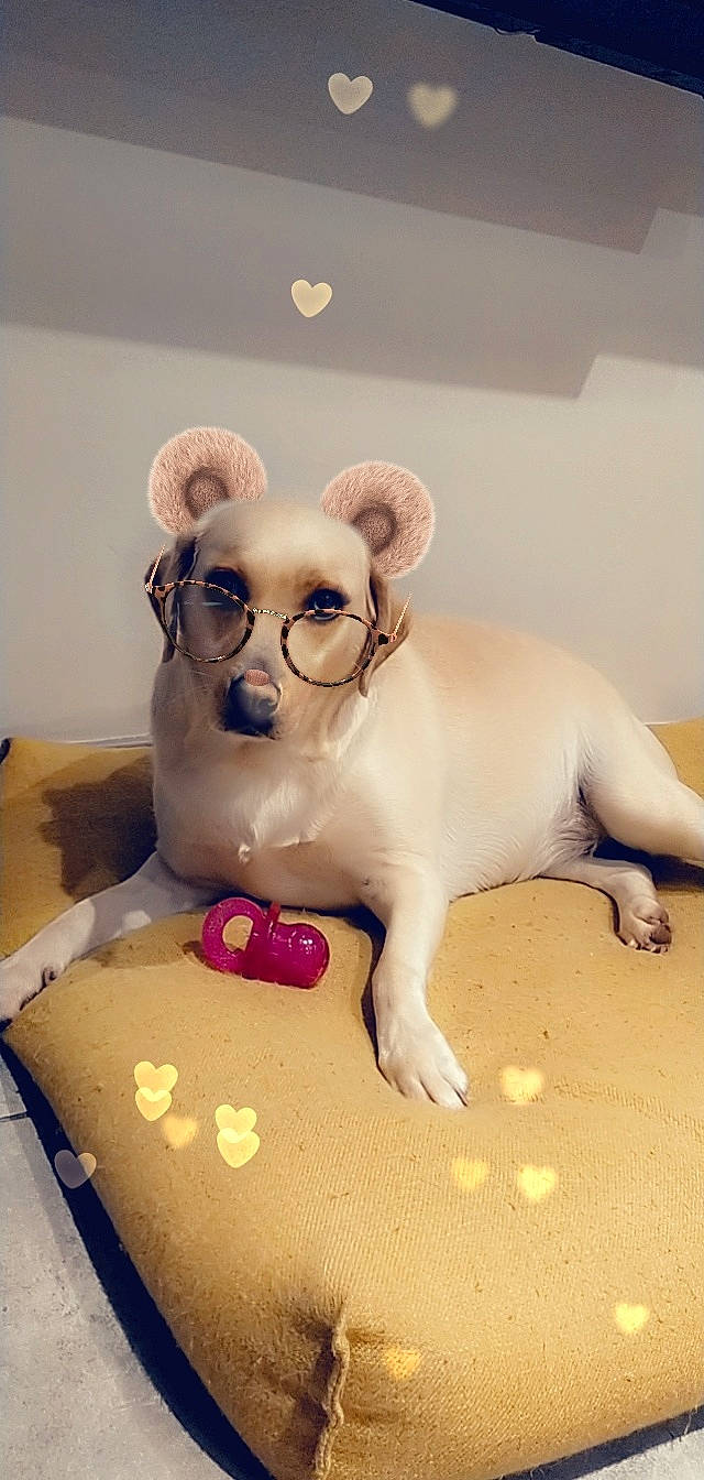 Lina participe au concours pour gagner de l'argent avec cette photo : art, cake_decorating, ceramic, chest, eyewear, fawn, figurine, glasses, icing, stuffed_toy, sugar_cake, table, tail, teddy_bear, toy, trunk, vision_care, whiskers, wood, working_animal