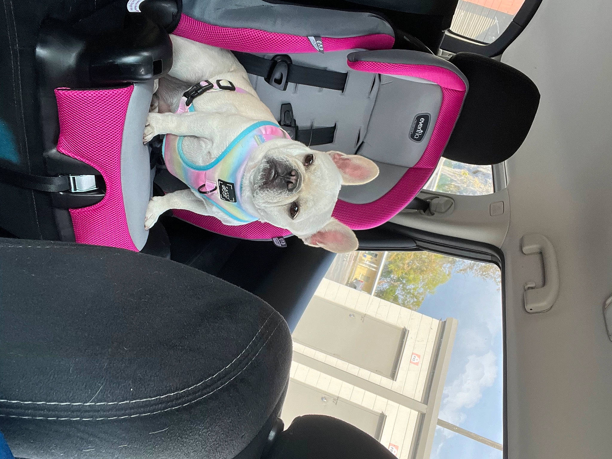 Maizie joined the competition — help win amazing prizes! auto_part, automotive_design, canidae, car, car_seat, car_seat_cover, carnivore, collar, companion_dog, dog, dog_breed, dog_supply, hat, mammal, pink, snout, sporting_group, vehicle, vehicle_door, white