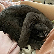 Cash joined the competition — help win amazing prizes! cat, gray_cat, sleeping, curled_up, paw, blanket, fabric, cozy, nap, resting, indoor, fur, pet, cute, relaxation, soft, warm, comfort, animal, feline