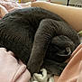 cat, gray_cat, sleeping, curled_up, paw, blanket, fabric, cozy, nap, resting, indoor, fur, pet, cute, relaxation, soft, warm, comfort, animal, feline