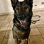 Calypso joined the competition — help win amazing prizes! alert, animal, canine, companion, dog, domestic, ears_up, floor, four_legs, friendly, german_shepherd, harness, indoor, looking, muzzle, obedient, pet, portrait, sitting, tile