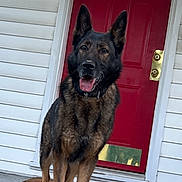 Calypso joined the competition — help win amazing prizes! alert, animal, canine, collar, dog, door, ears, fur, german_shepherd, happy, home, house, muzzle, outdoor, paws, pet, porch, red_door, standing, tongue