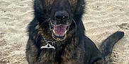 Calypso is registered to the contest to win money with this photo: animal, black, brown, canine, chain, collar, dog, ears, eyes, face, fur, german_shepherd, happy, mouth, nose, outdoor, pet, sand, sitting, tag