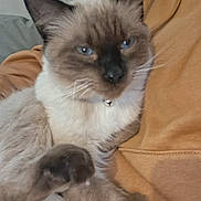 Kaine is registered to the contest to win money with this photo: cat, siamese_cat, blue_eyes, fluffy, pet, animal, indoor, collar, bell, relaxed, feline, whiskers, paw, fur, cute, domestic_animal, closeup, resting, cozy, soft
