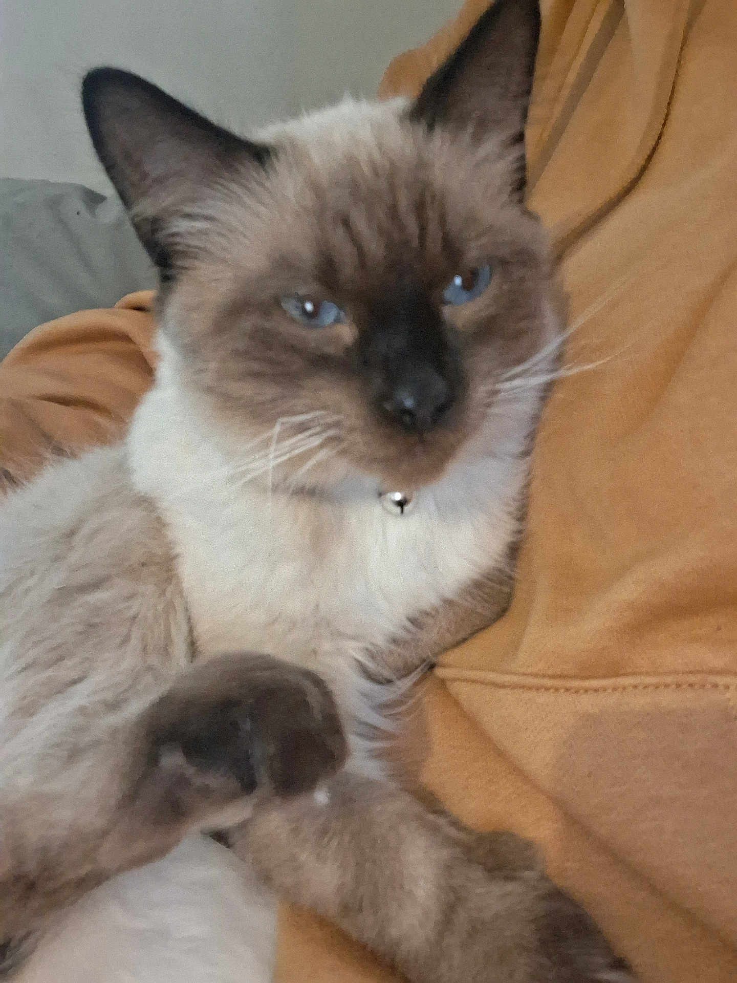 Kaine is registered to the contest to win money with this photo: cat, siamese_cat, blue_eyes, fluffy, pet, animal, indoor, collar, bell, relaxed, feline, whiskers, paw, fur, cute, domestic_animal, closeup, resting, cozy, soft