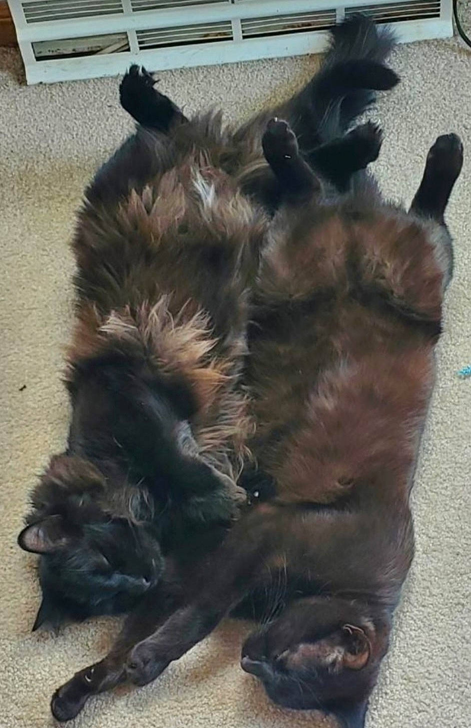 Sam And Dean joined the competition — help win amazing prizes! canidae, carnivore, cat, claw, comfort, companion_dog, dog_breed, felidae, fur, liver, paw, small_to_medium_sized_cats, snout, sporting_group, tail, terrestrial_animal, whiskers