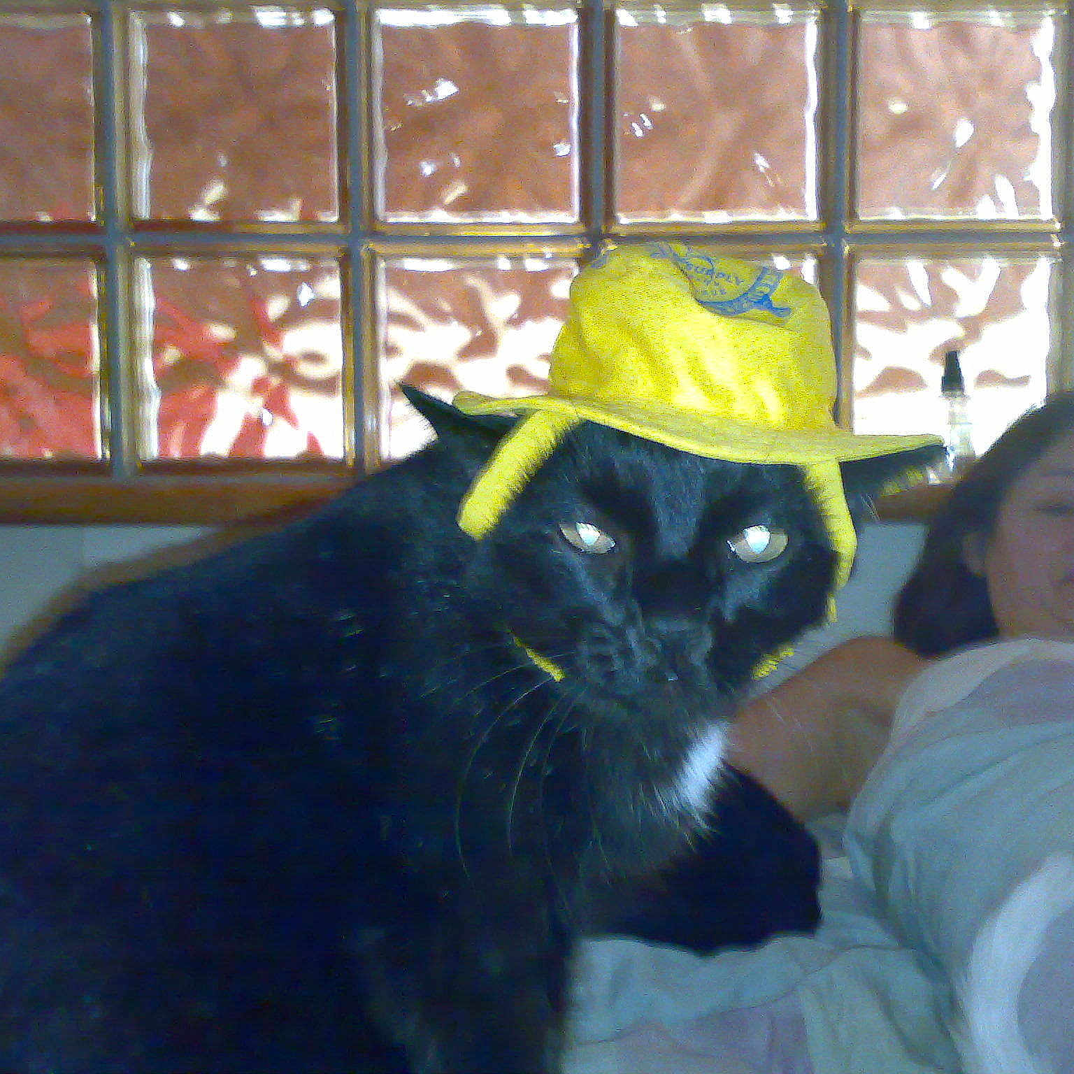 Hercules is registered to the contest to win money with this photo: