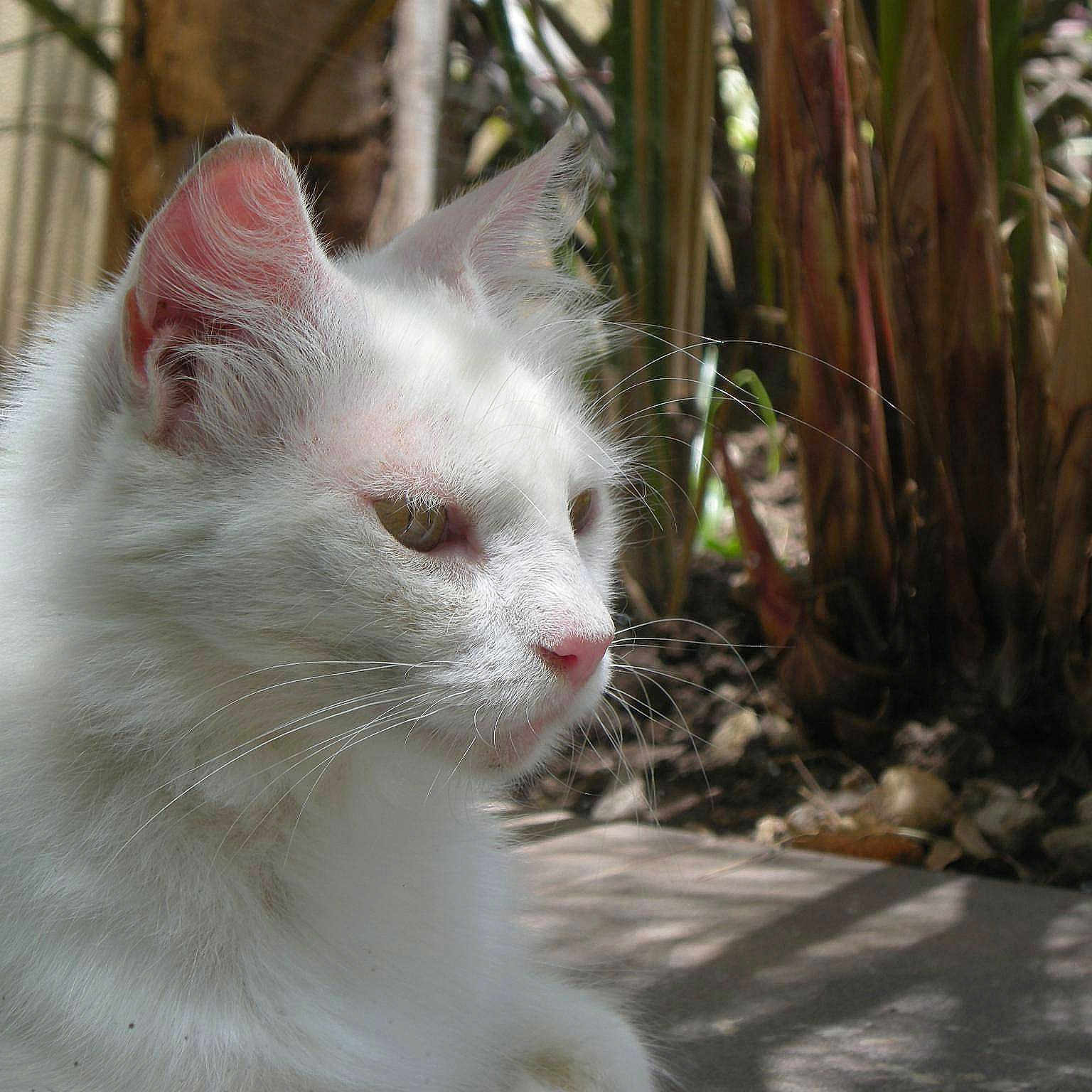 Delilah