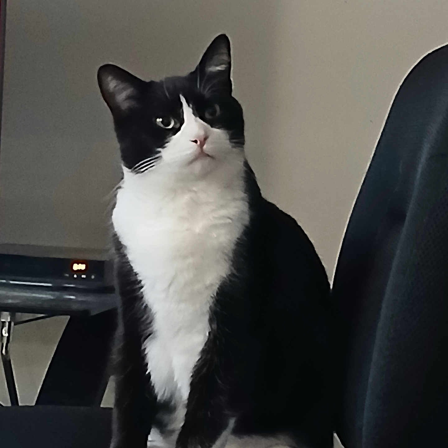 Arlo joined the competition — help win amazing prizes! angora, animal, armchair, cat, chair, computerhardware, couch, cushion, egyptiancat, electronics, furniture, hardware, homedecor, indoors, kitten, manx, monitor, pet, screen, tv