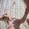 Werewolfjack. joined the competition — help win amazing prizes! animal, cat, closeup, cute, ears, eyes, feline, furless, hairless_cat, indoor, limbs, motion_blur, mouth, paw, pet, pink_skin, startled_expression, texture, whiskers, white_blanket