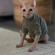 Werewolfjack. is registered to the contest to win money with this photo: alert, animal, cat, cozy, curious, cute, domestic, feline, green_sweater, hairless_cat, home, indoor, looking_at_camera, pet, rug, sitting, small_pet, soft_texture, sphynx_cat, woven_basket