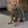 alert, animal, cat, cozy, curious, cute, domestic, feline, green_sweater, hairless_cat, home, indoor, looking_at_camera, pet, rug, sitting, small_pet, soft_texture, sphynx_cat, woven_basket
